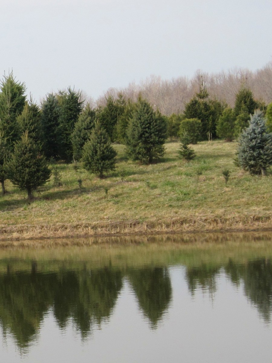 Individual Scotch Pine at Hickory Ridge Tree Farm