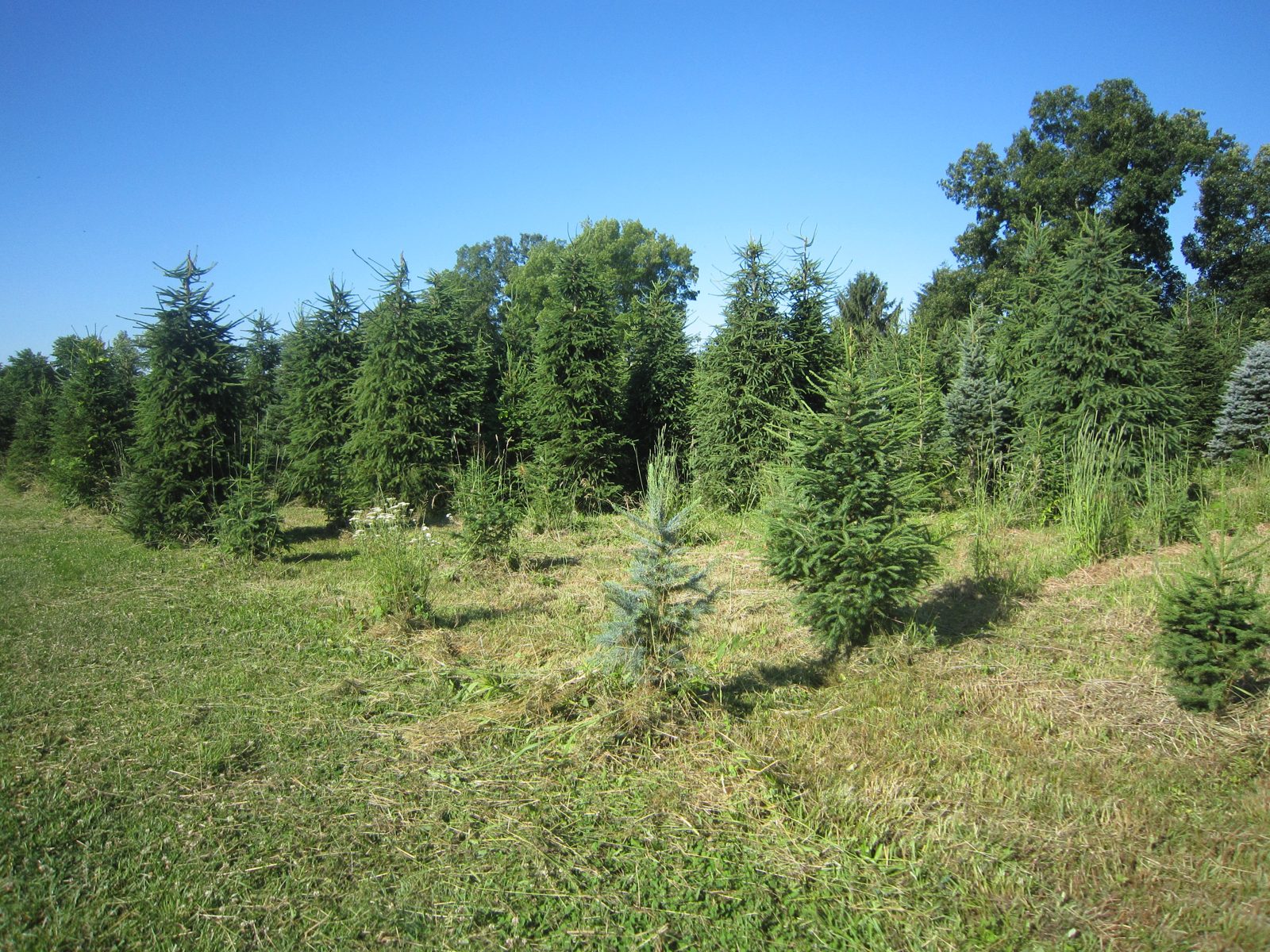 Green landscape and trees at the farm