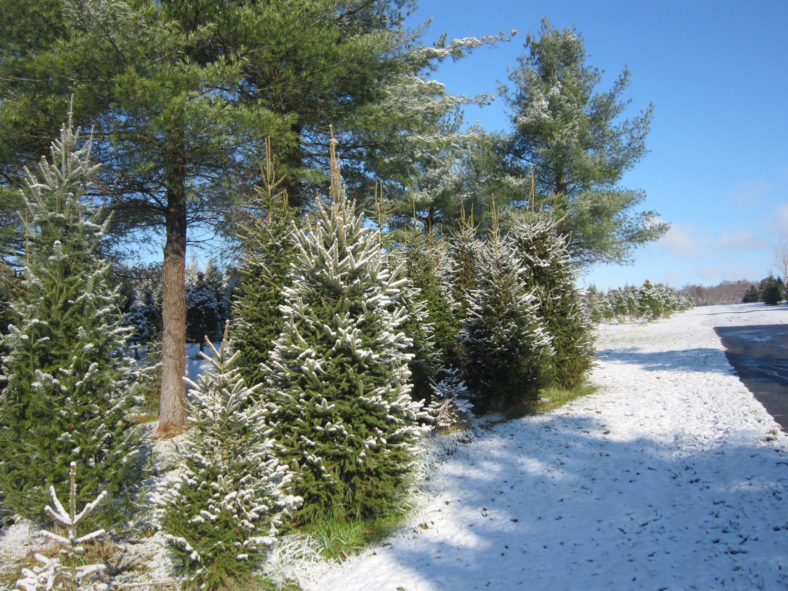 Landscape photo from Hickory Ridge Tree Farm